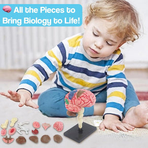 Little Anatomist 4D Build & Learn Science Kits detailed 4D anatomy model with 32 detachable parts for hands-on STEM learning ages 8+