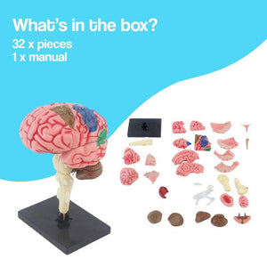 Little Anatomist 4D Build & Learn Science Kits